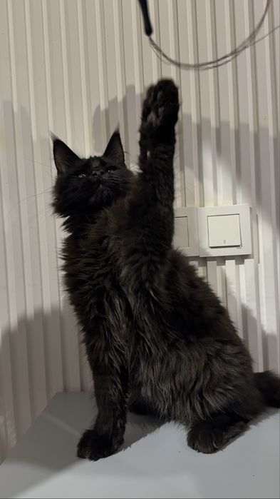 Продаются котята мейнкун