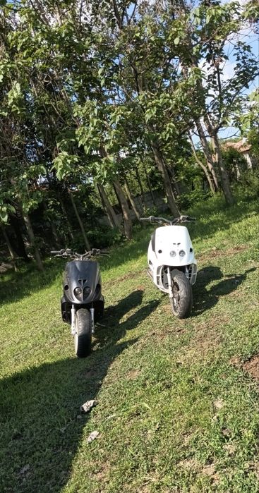 Vând 2 malaguti f12