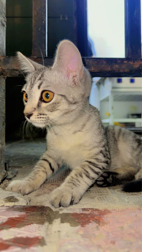 Кот в добрые  руки