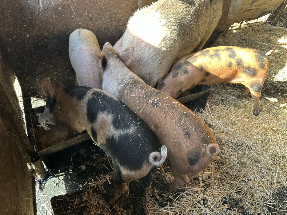 Хубави домашни прасета