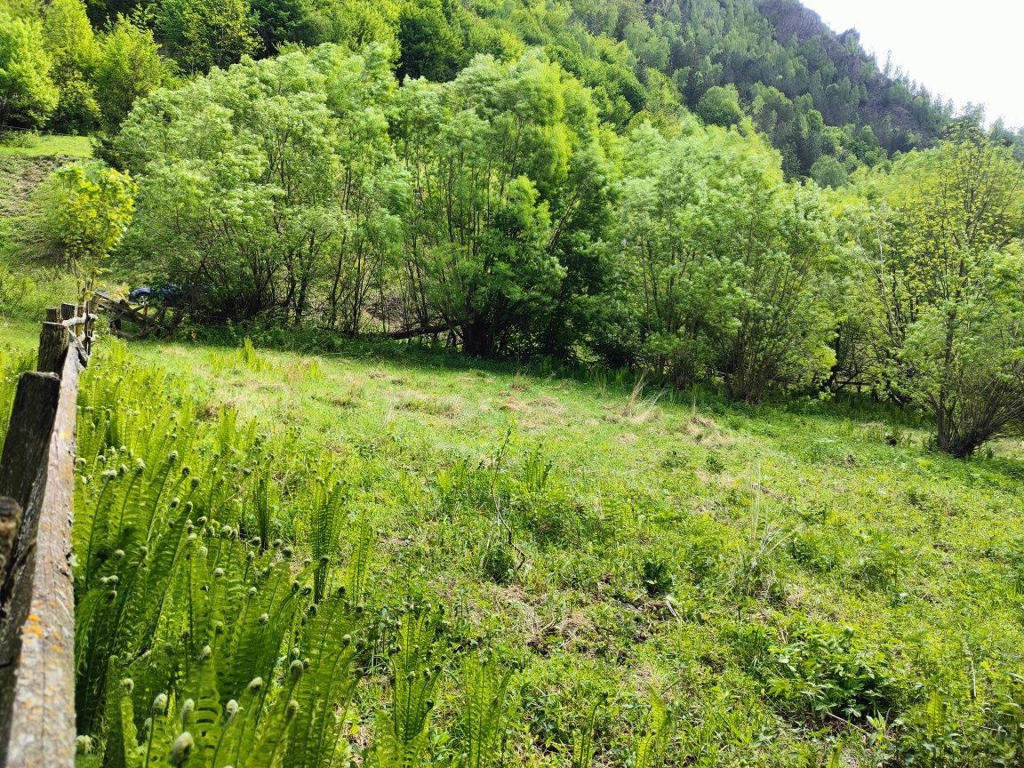 Vând teren de casă în Ocoliș-Lunca Largă