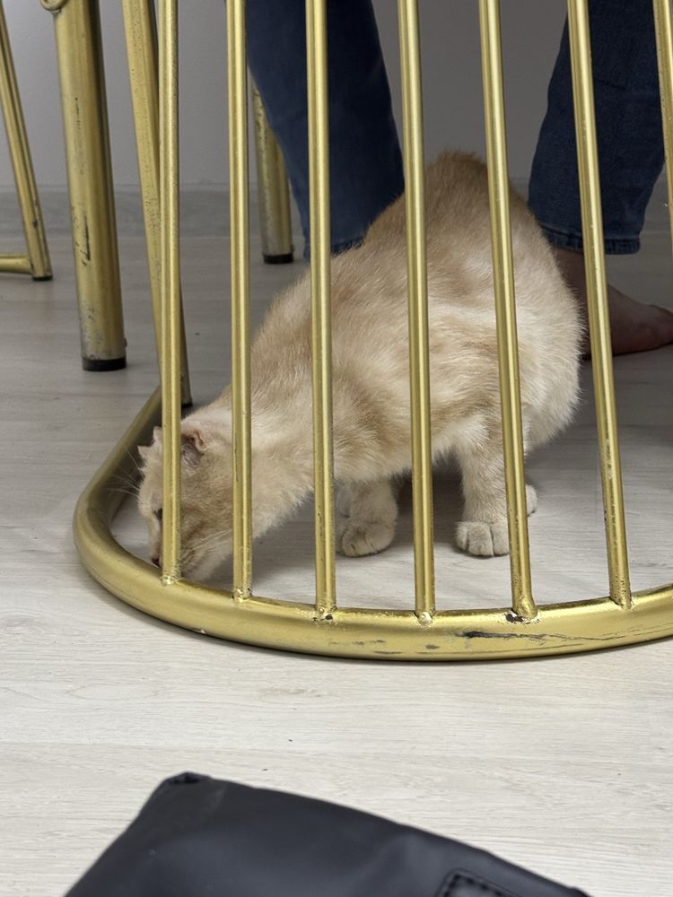 Британский вислоухий котик