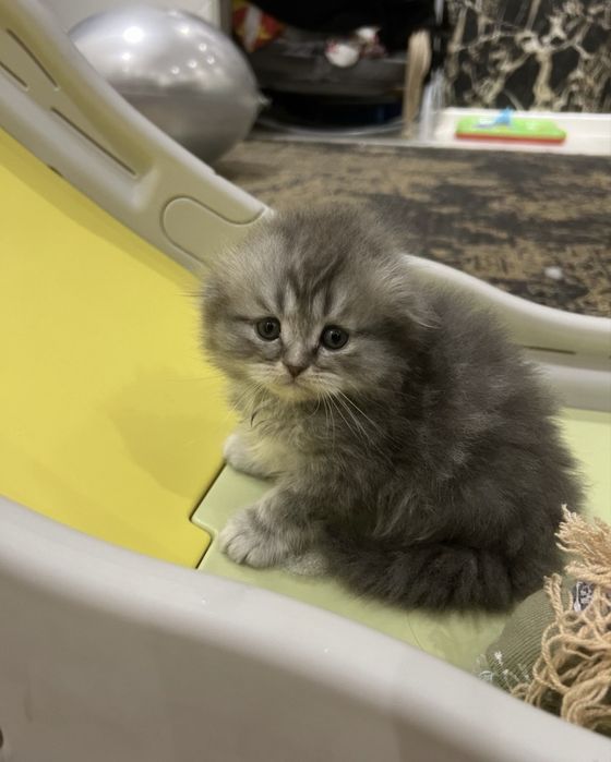 Mushuk bolasi toza zotli