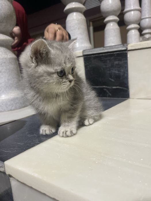 Продаётся чистокровный британский котёнок скоттиш-страйт
