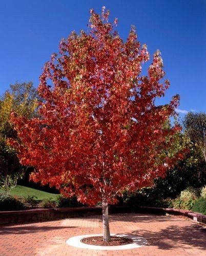 Arborele de Guma (Liquidambar)