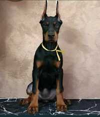 Vand pui  doberman  cu pedigree