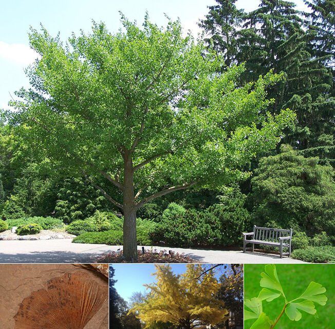 Ginko -Biloba Mariken