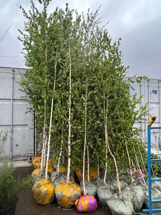 Берёза обыкновенная