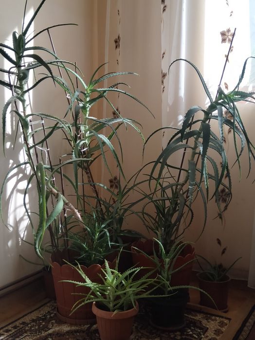 Plante Aloe Vera