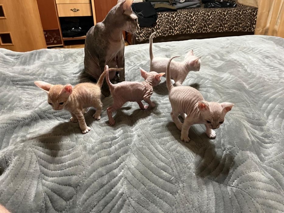 Котята донские сфинксы