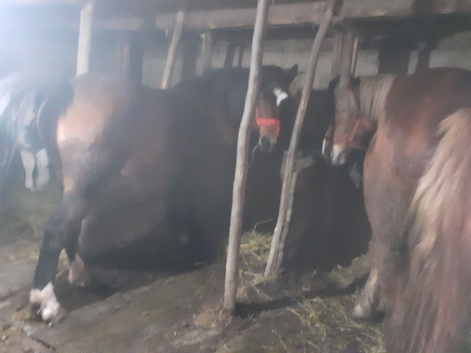 Vand manza de un an și 5 luni