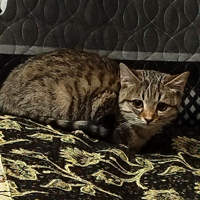 Породистый котёнок в добрые руки