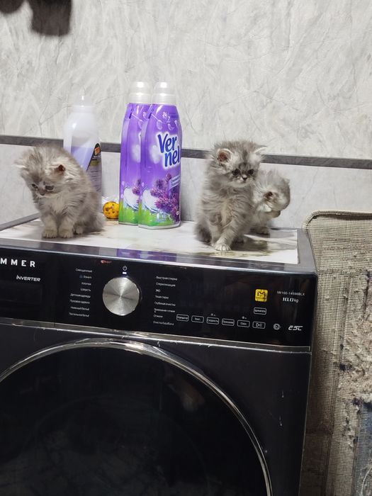 Котята британцы 1,5 месяца