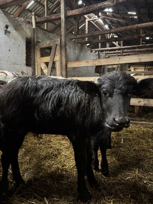 Vând 2 pui de bivoliță!