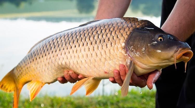 Хоразм Балик / Xorazm Baliq