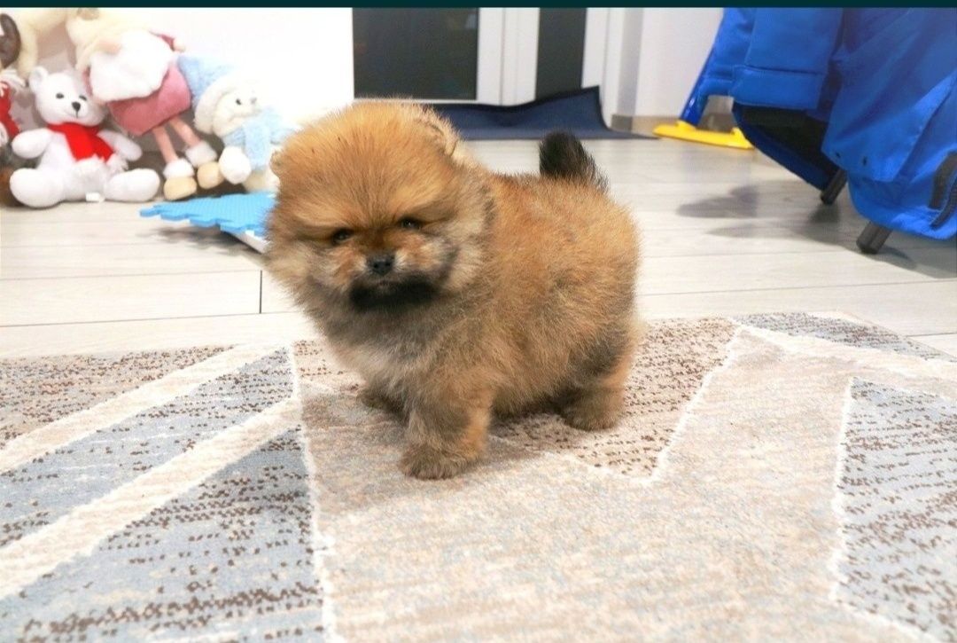 Pomeranian puiut,Pedigree FCI,Vaccinat,Deparazitat,Pașaport,Antirabic.