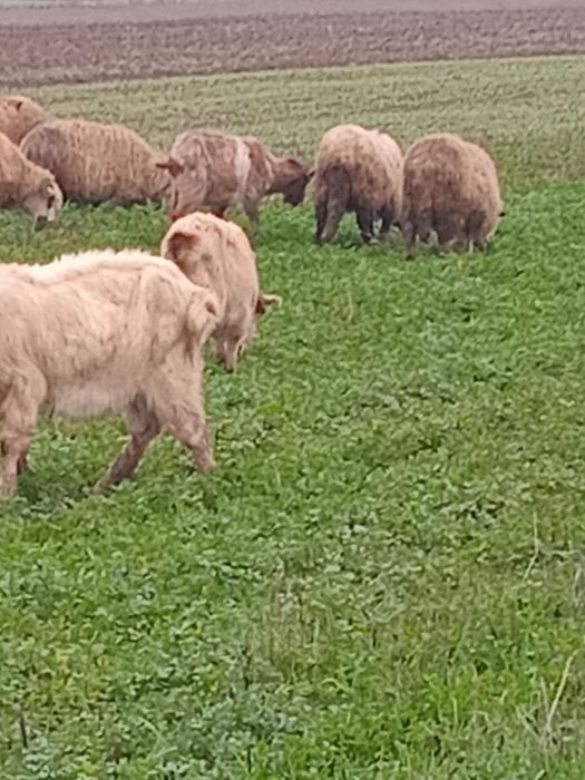 Vand 20 capre……..