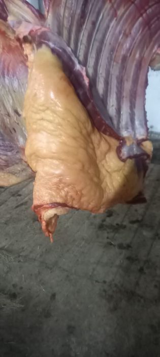 Продам жабагы на согым  жирных