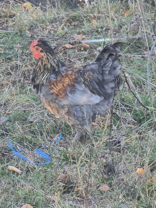 Vand sau schimb cocosi din anul asta