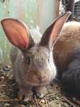 DONEZ iepuri marele Belgian