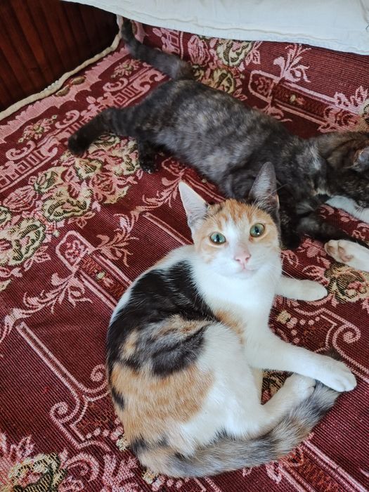 Pisici pentru donație