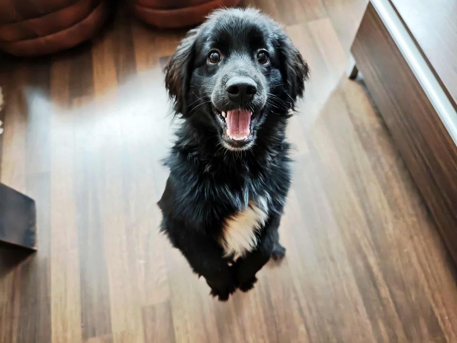 Кокер Шпаньол/ Немски Шпиц