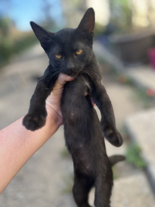 Pisici spre Adoptie