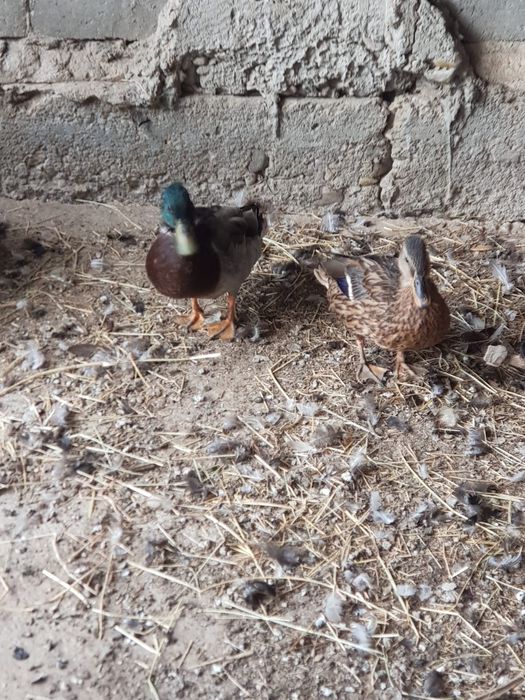 Vând rațe sălbatice