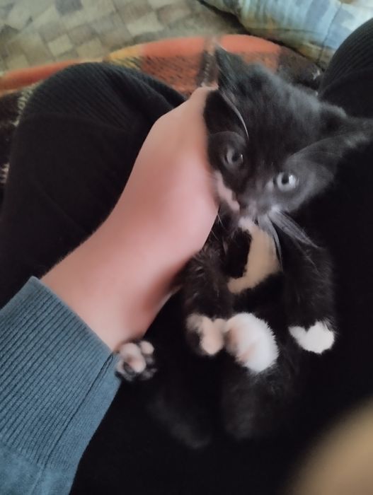 Dau pisoi spre adopție jucăuși și energici