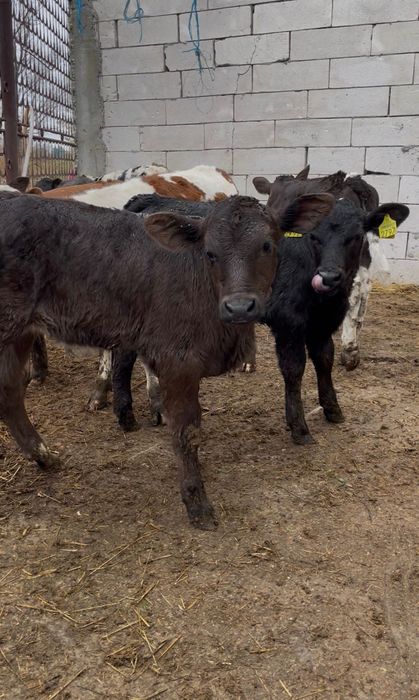 Vând vitei de rasă bună