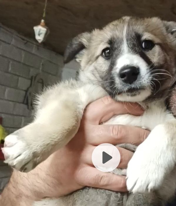 Срочно отдам щенка, девочка, родилась 19 сентября,