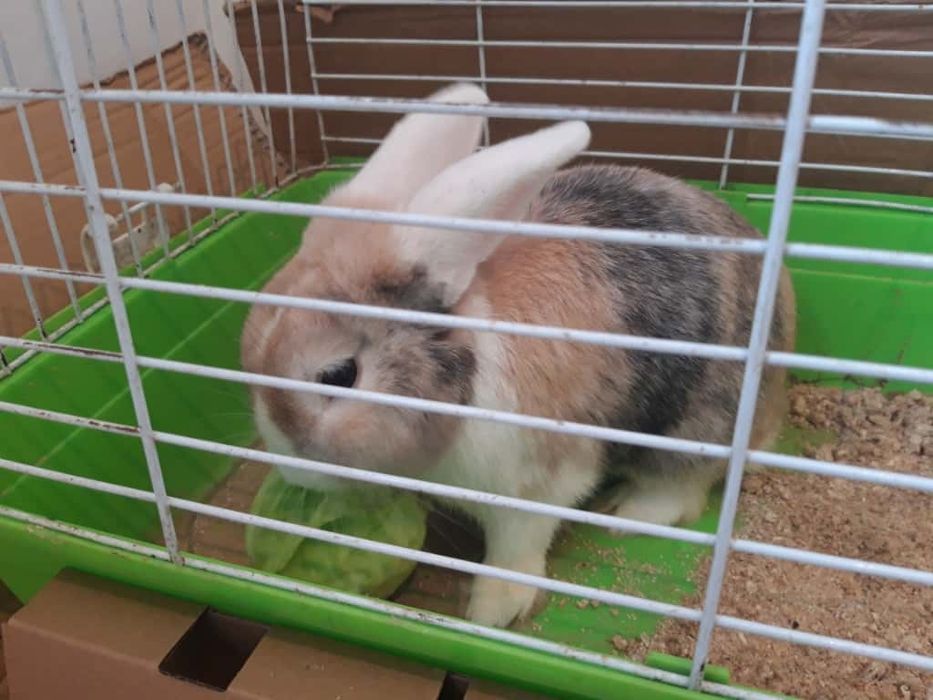 Декоративный кролик