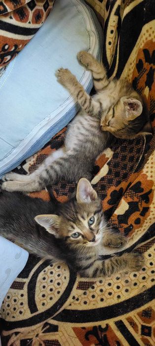 Отдам котят в добрые руки