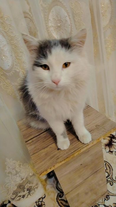 Cat Domestic Longhair