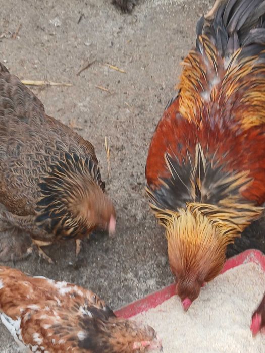 Vand gaini brahma potarnichiu