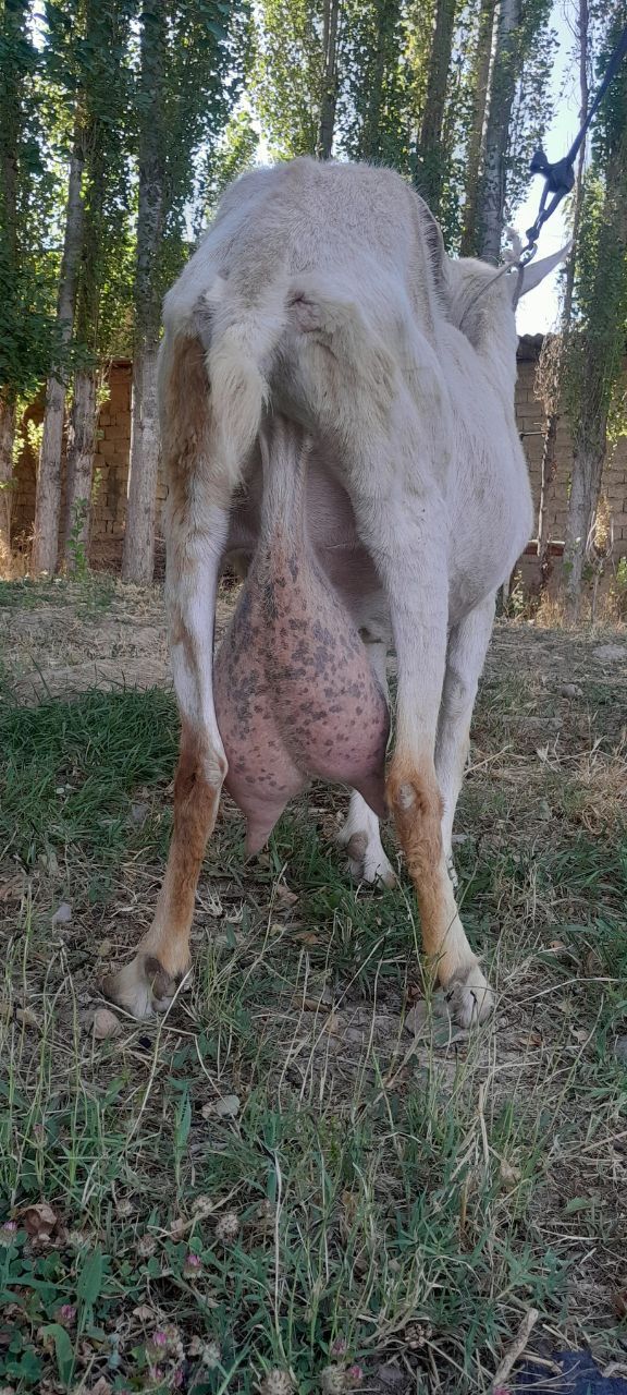 Tozza zanen zotliy echki