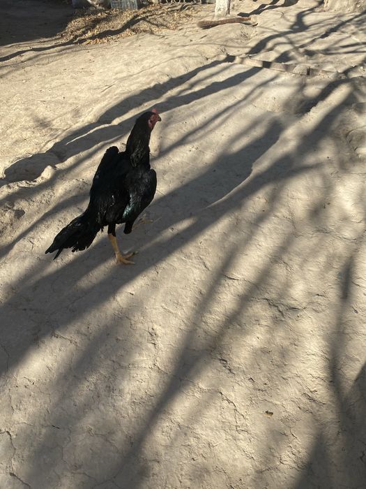 Tozza qon oshamo jujaxurozi sotiladi srochniga