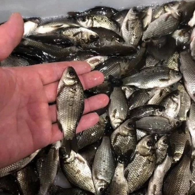 Живцы бодрые долго живущие