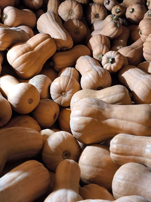 Тикви сорт Матилда