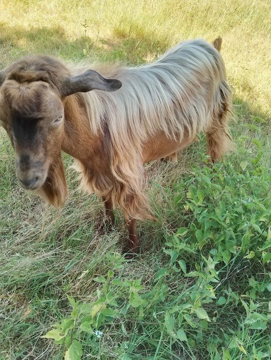 Vând țap!! Negociabil