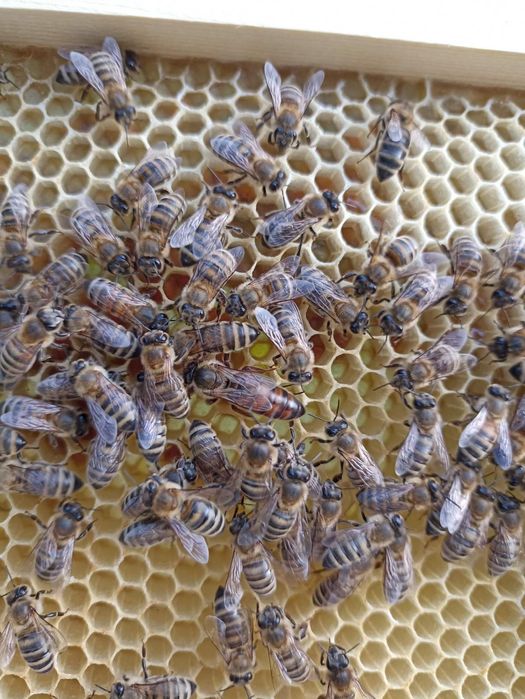 Пчелни отводки 2026