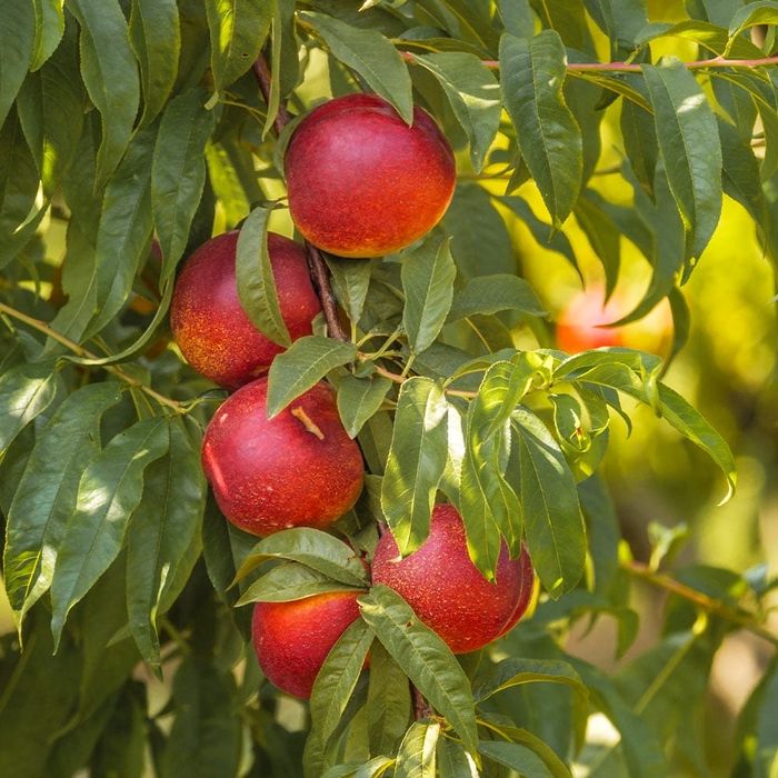 Pomi fructiferi columnari!