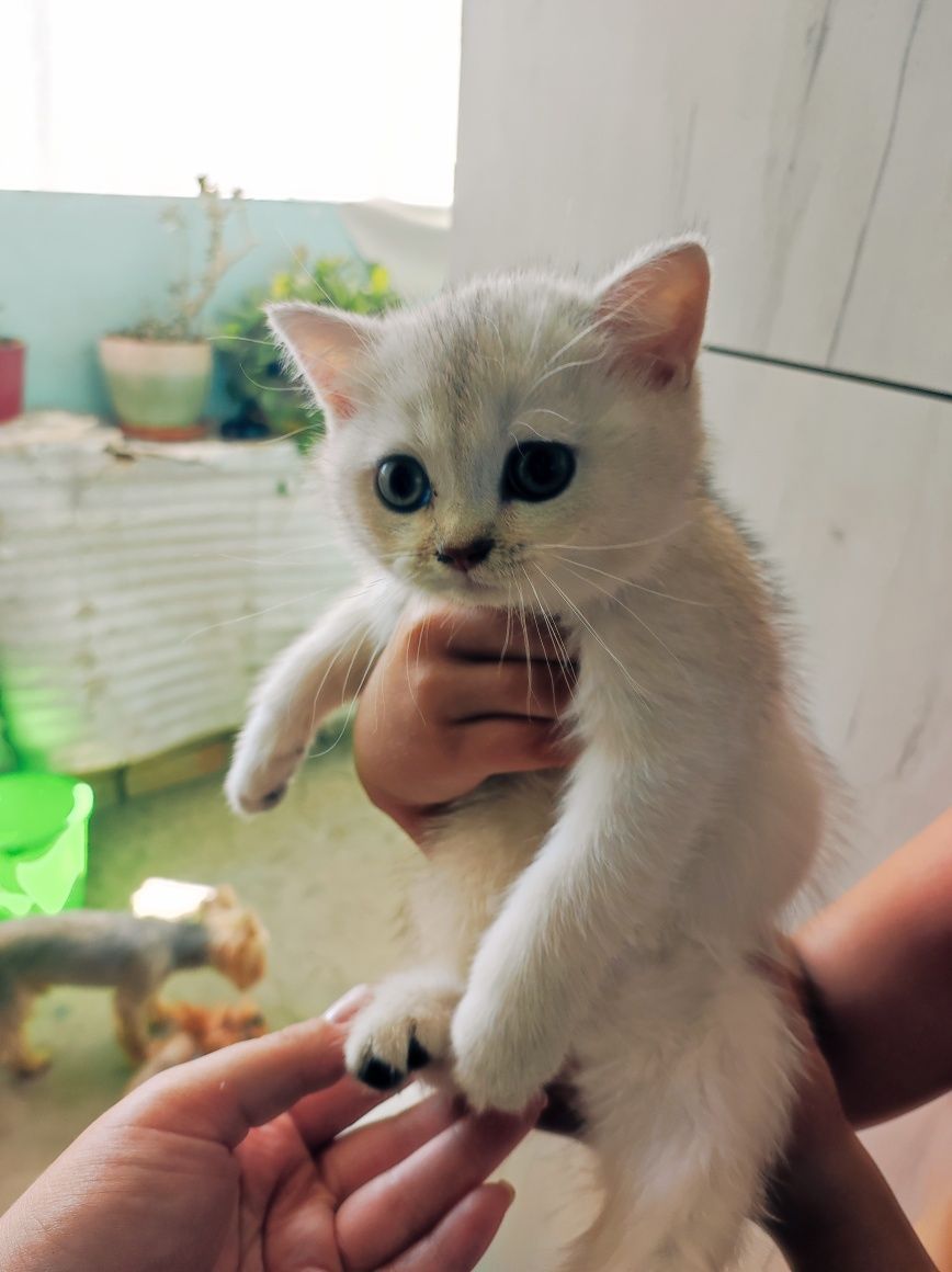 Продаются котята порода шиншилла