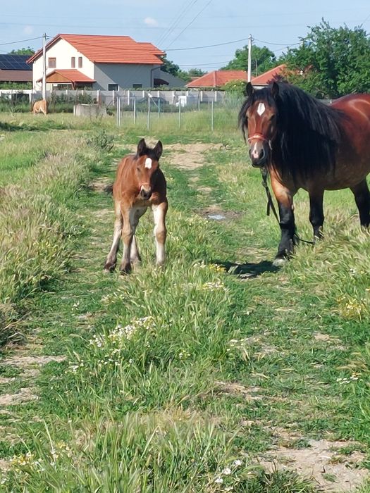 Vand armăsar ardenez de 4 ani