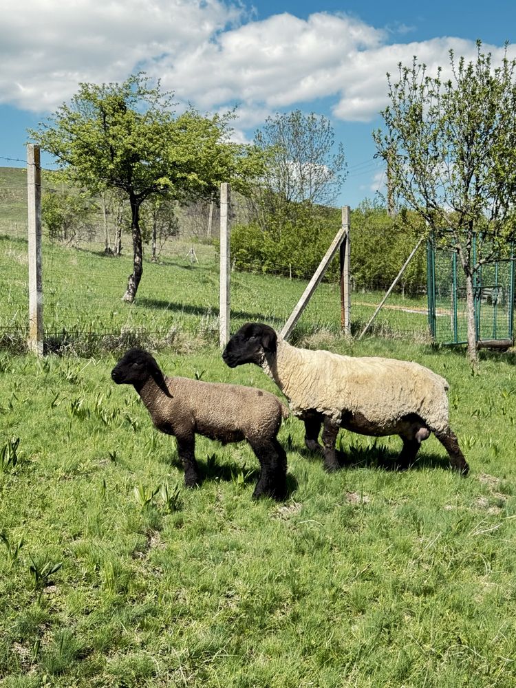 Vând berbeci Suffolk linie Irlanda