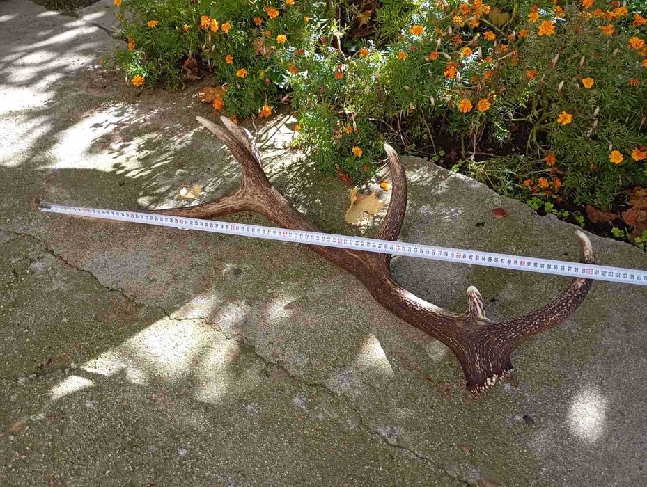 Еленови рога чифт от Средна гора