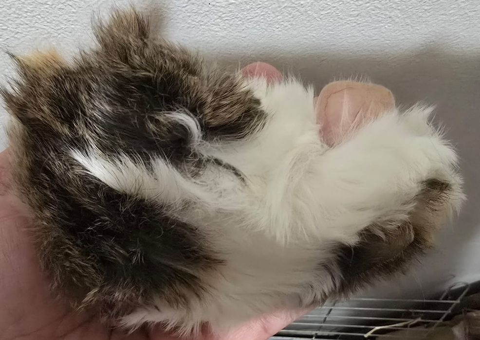 Porcusori de guineea