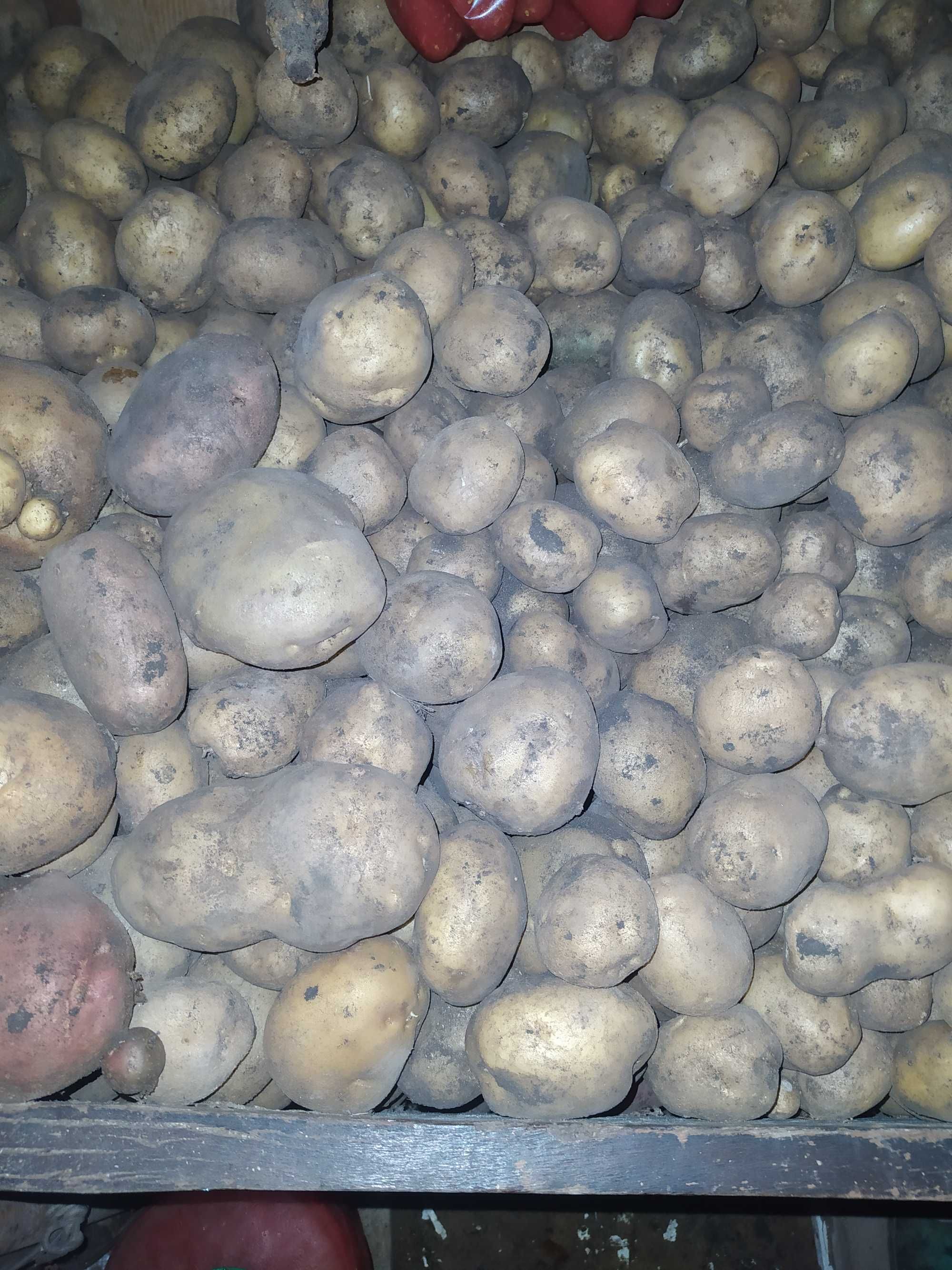 Продам картофель огородный, с приусадебного участка.