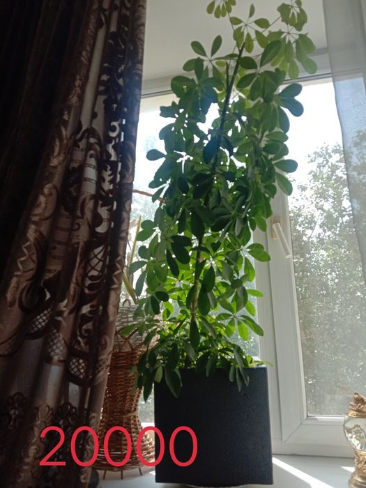 Продам живые комнатные цветы г