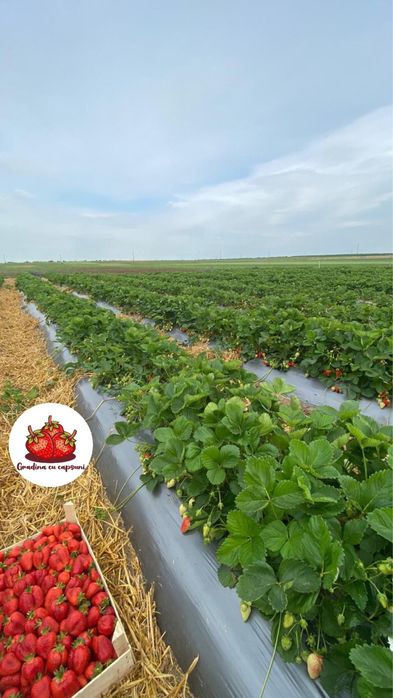 Stoloni capsuni albion, unifere elsanta